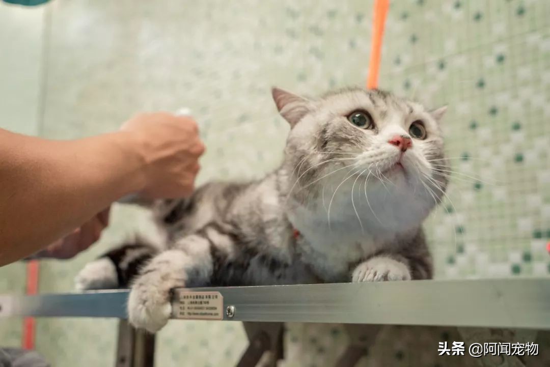 养猫咪怎么最省钱也能吃好,猫咪适合穷养和懒养