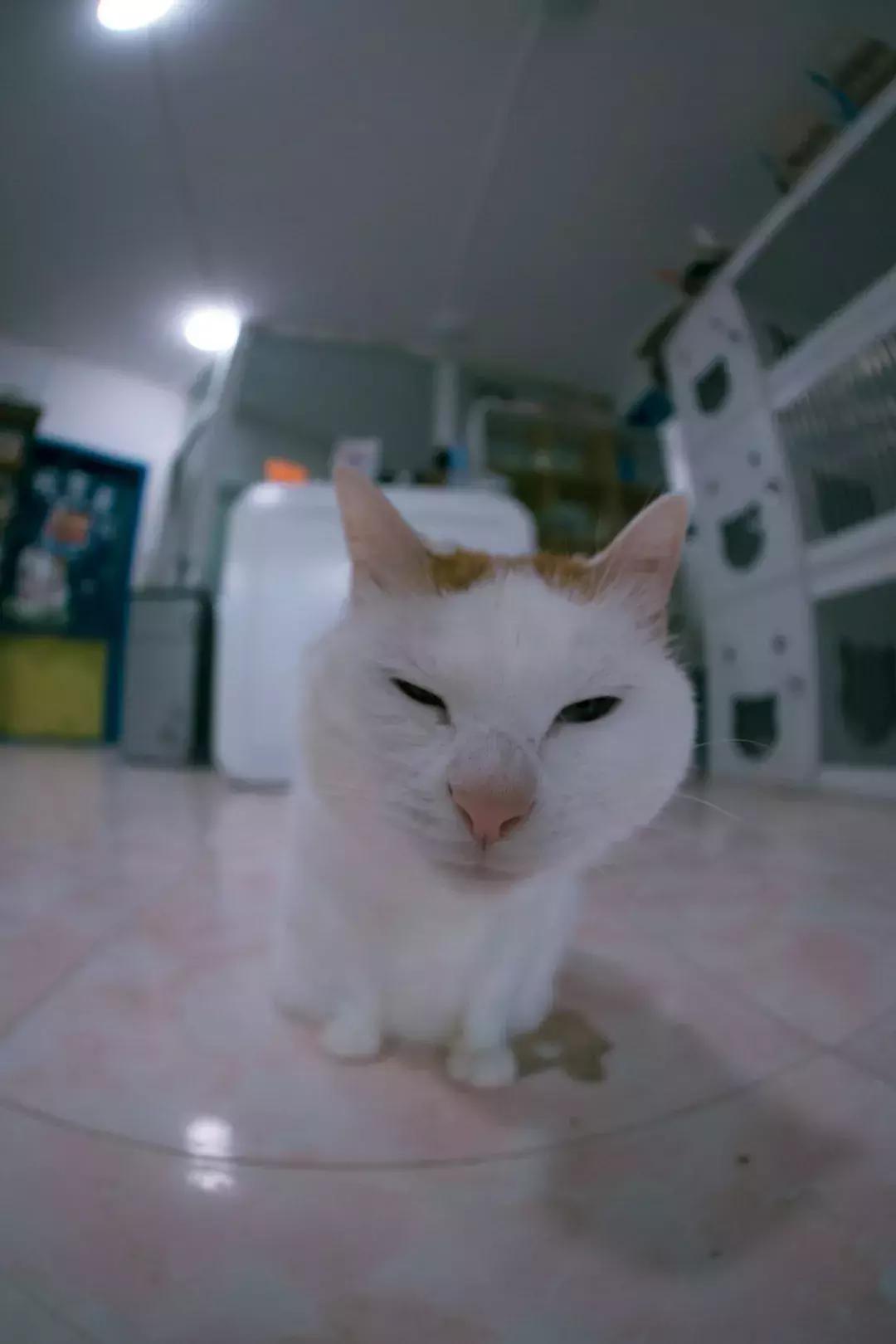 猫猫后腿瘫痪能自愈吗,猫猫后腿突然瘫痪了