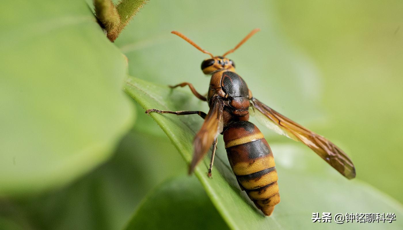 马蜂蜇人时怎么保护自己,马蜂被蛰为什么这么厉害