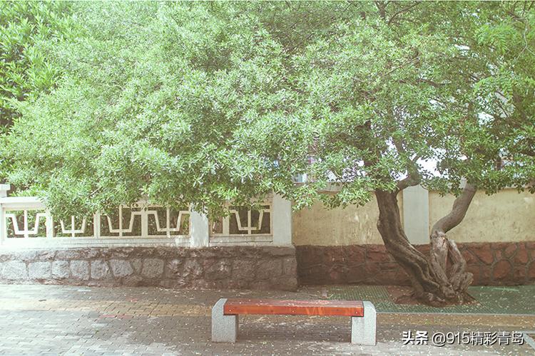 恋恋青岛，春深似海