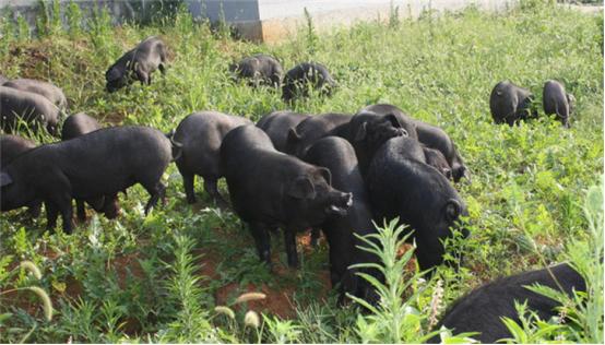 农村散养母猪产子突然死亡,养殖黑猪失败原因