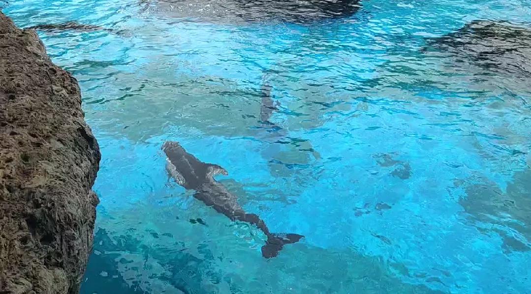 珠海长隆海洋王国二日游攻略,珠海长隆海洋王国一日游详细攻略