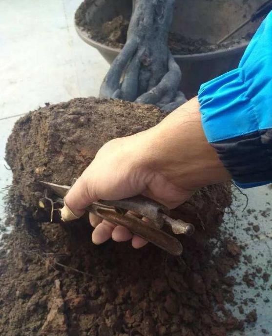 金弹子怎么养护才能开花结果,金弹子开花挂果注意事项