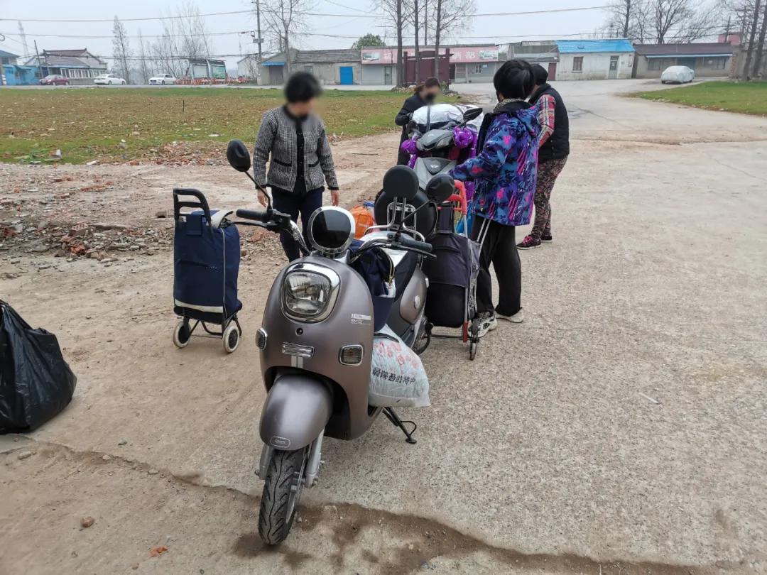 南京城市野菜猎人实录