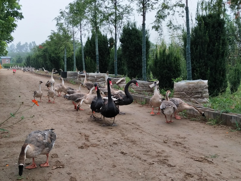 如果你在森林里遇见它你会怎么办,如果你在森林中遇见一头狼怎么办