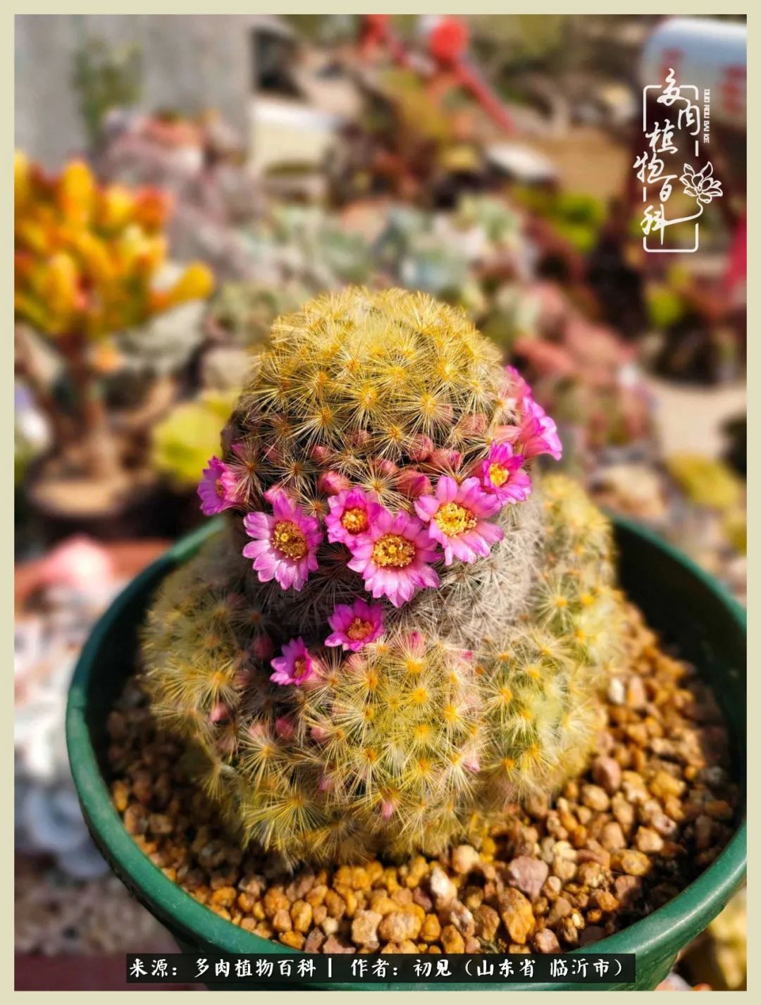 和多肉植物相伴,和多肉相处的心情