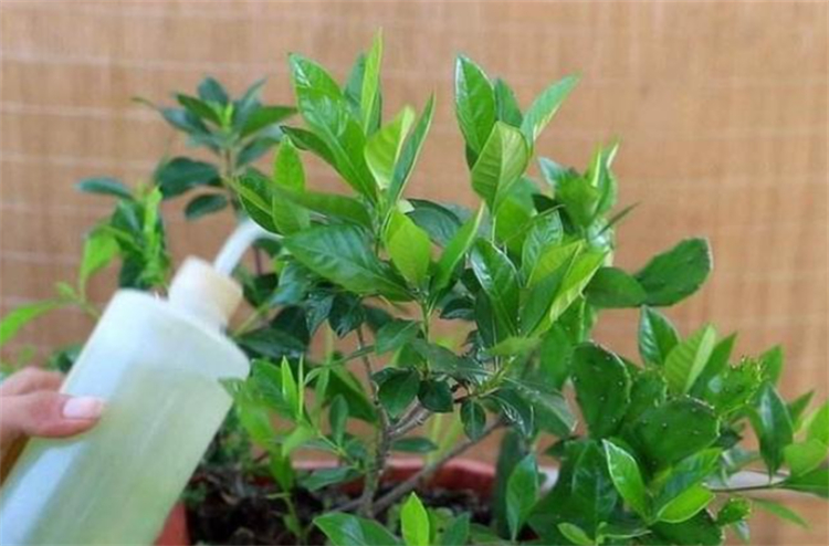 花盆小白虫子怎么消灭,花盆里的小虫子怎么消灭最彻底