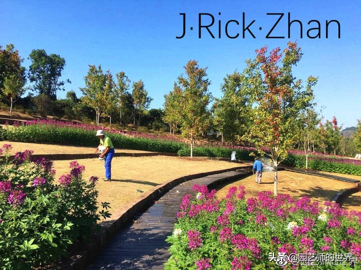 适合北方庭院种植的低矮草坪,家庭庭院怎样混搭种植草坪和蔬菜