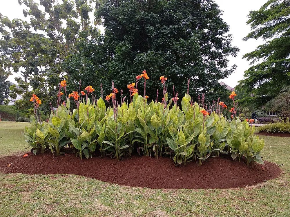 被低估的植物,被低估的水培花卉