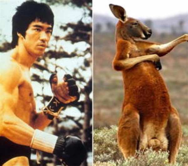 澳洲袋鼠真正的样子,真正的澳洲袋鼠