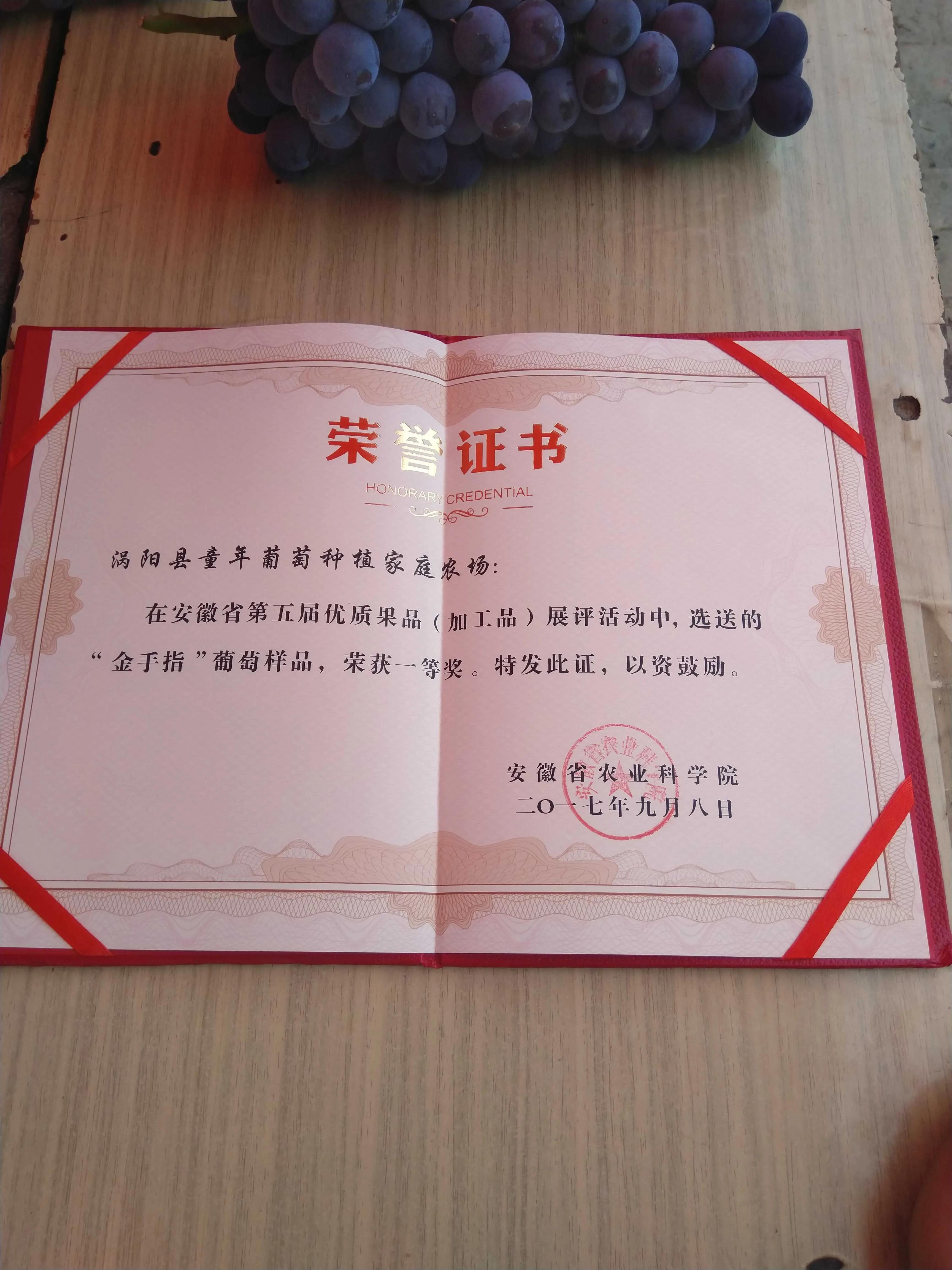 涡阳县丹城镇：在家创业路子宽葡萄铺就致富路