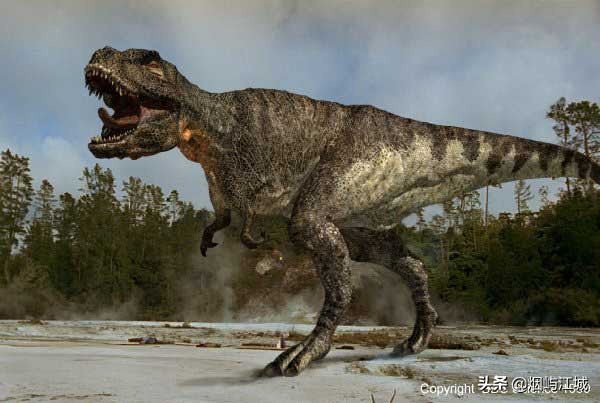 暴龙的形态,暴龙的不同形态