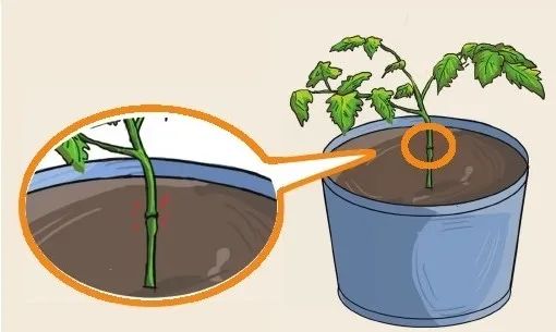 6步在阳台上栽种黄瓜，解开黄瓜生长过程中遇上的栽培难题