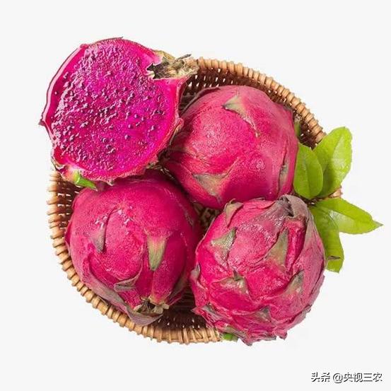 火龙果红心和白心的介绍,火龙果如何区别红心还是白心