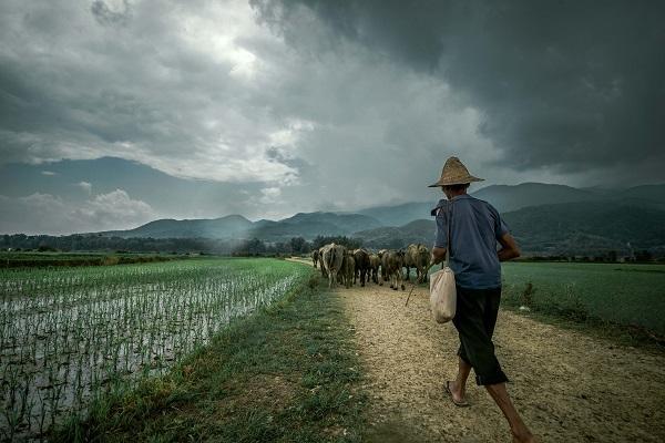 古诗描述芒种的句子,关于芒种的诗句合集