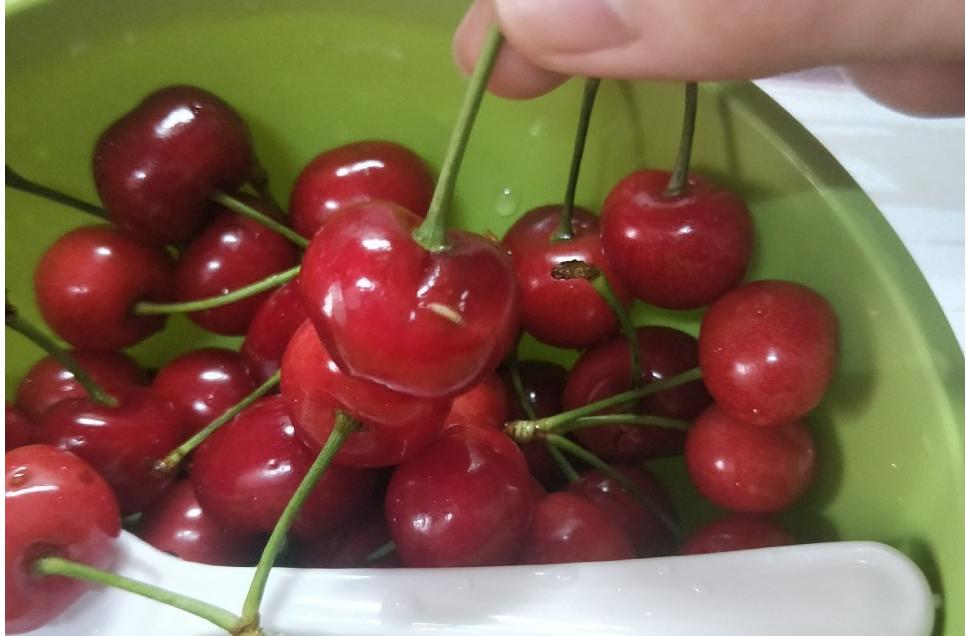 为啥桑葚杨梅里面的虫子特别多,杨梅荔枝泡出来的小虫子