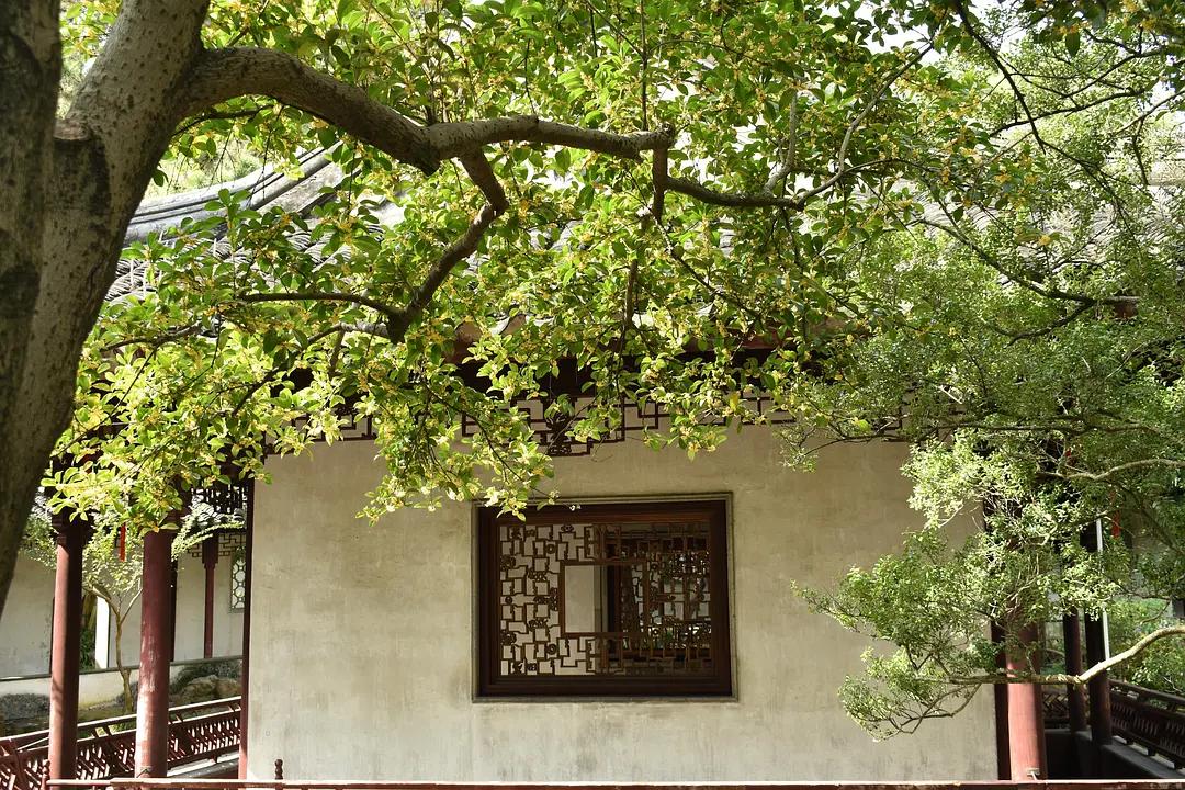 苏州城东北隅的赏桂佳处——耦园