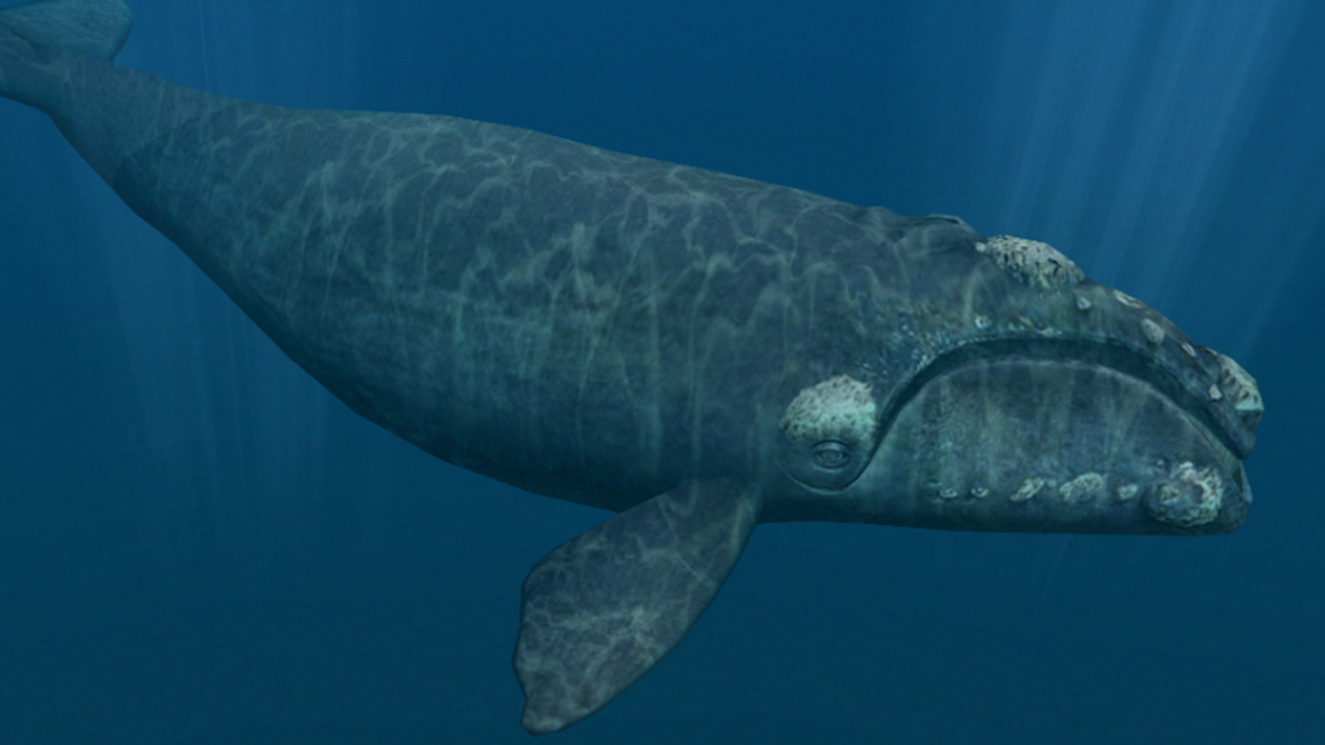 世界最大的鲸鱼座头鲸,最大的鲸鱼排行榜座头鲸