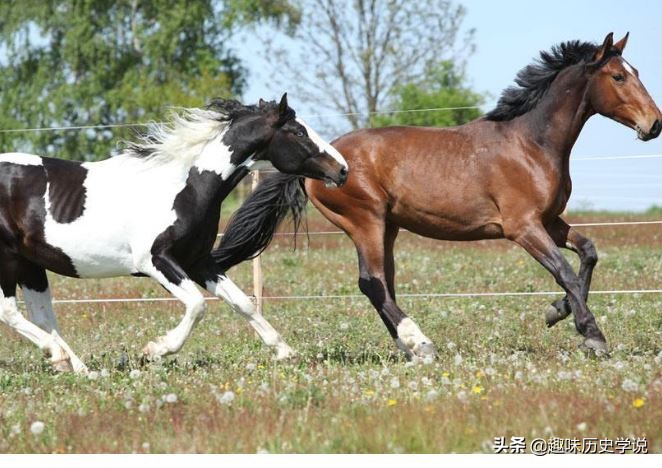 塞翁失马焉知非福里为什么叫塞翁,塞翁失马真的焉知非福吗
