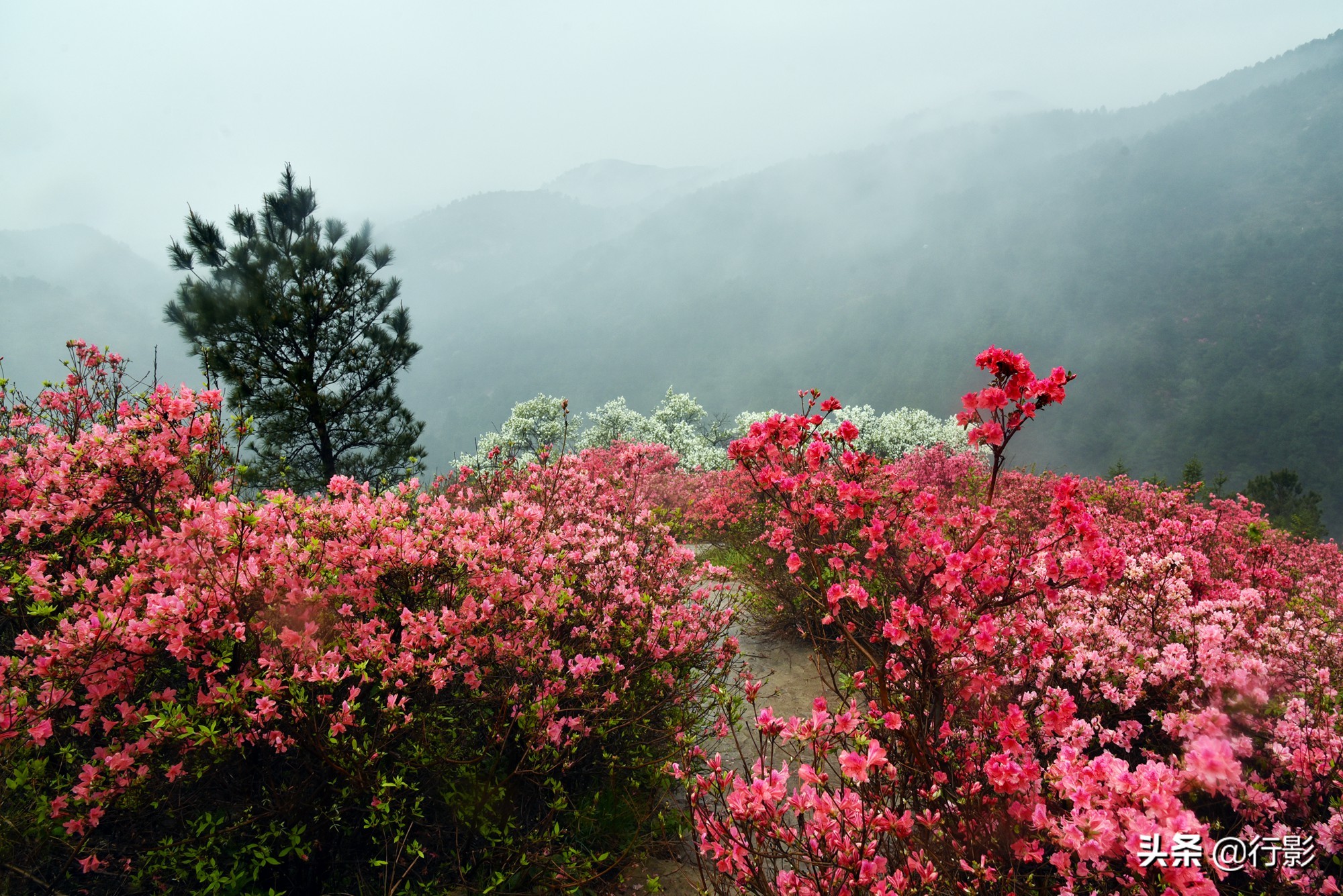 武汉青山网红打卡景点,云雾山武汉