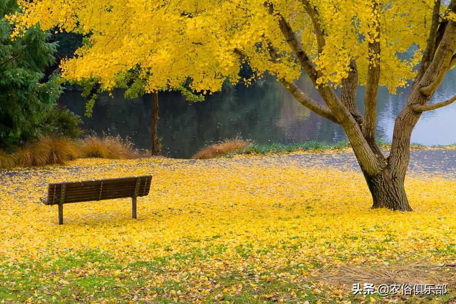 房前不种桑树房后不种柳树,前不种桑后不栽柳意味什么