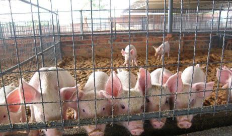 猪舍猪臭味怎么去除,猪舍臭味是什么