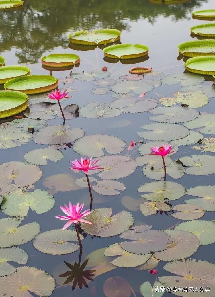 云南值得玩的景区排名前十有哪些,云南旅行必去的景区排名