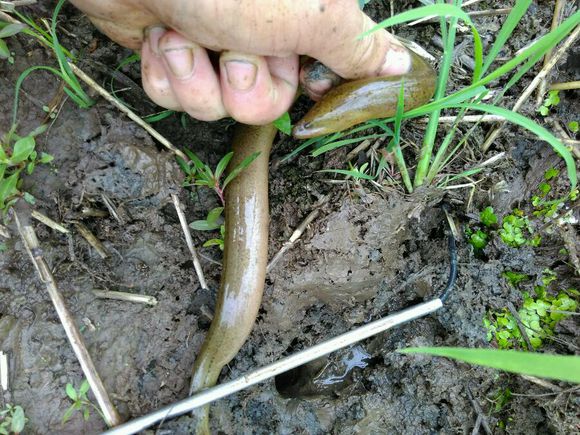 抓黄鳝小知识,农村娃抓黄鳝视频