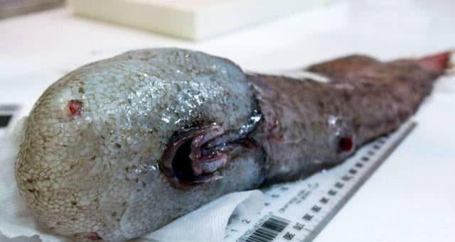 世界上最丑的鱼叫什么鱼,世界上有哪些极丑的鱼