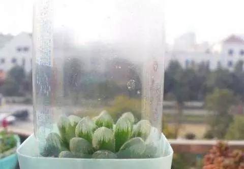 用塑料瓶做养花神器的喷壶怎么做,塑料瓶养花神器