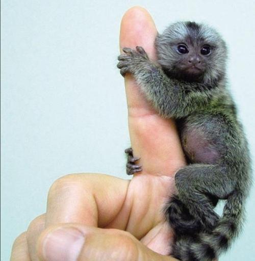 孙猴子跳不出五指山,孙猴子逃不出如来佛的手掌心