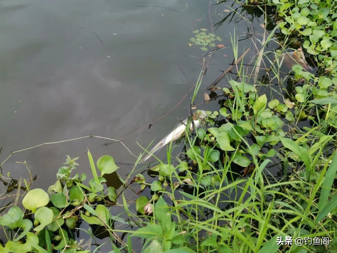 为什么野钓渔获越来越少,现在野钓基本没啥渔获