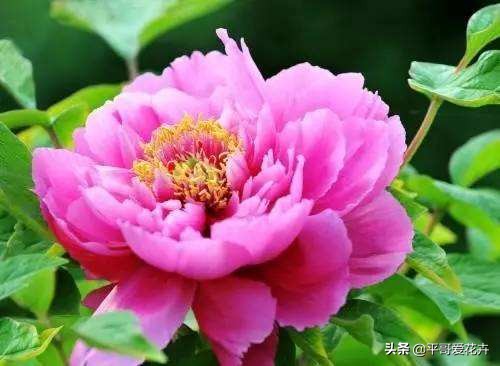 牡丹叶片萎蔫？都是这“4个方面”惹的锅，及时补救还来得及