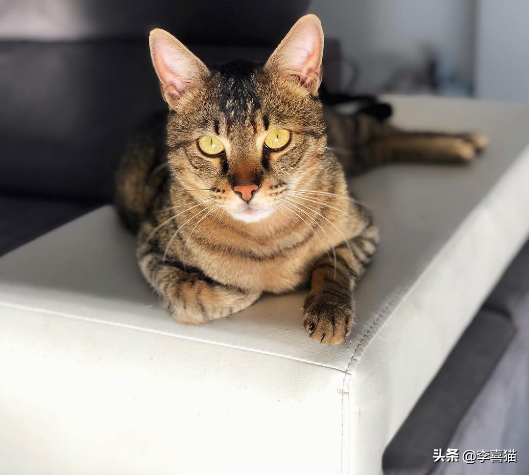 猫咪的饮食禁忌是什么,猫咪喂养的方法和注意事项