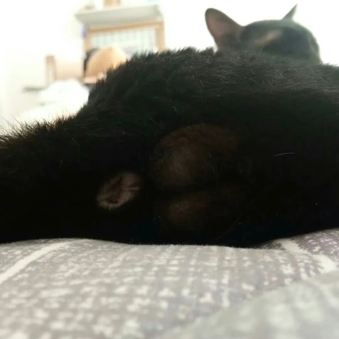 猫咪原来也会做梦,猫会做梦梦到主人吗