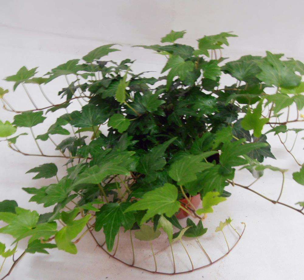 室内植物虫害怎么消除,如何避免植物病虫害