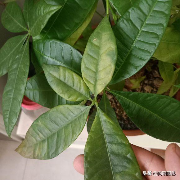 发财树叶子枯黄浇啤酒可以吗,发财树叶子枯黄喷洒啤酒加烟