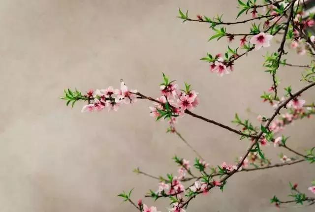 吃早茶只能去广东?你把扬州置于何地