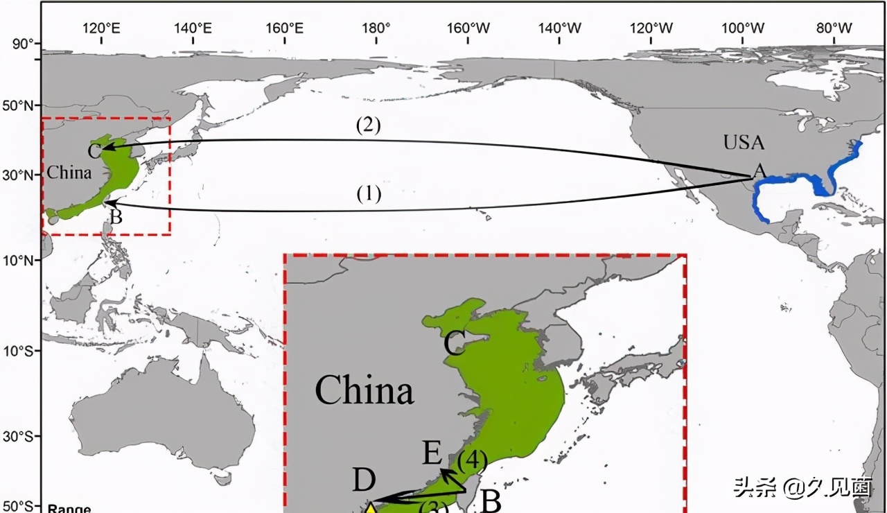 红鱼为什么泛滥成灾,入侵物种红鱼