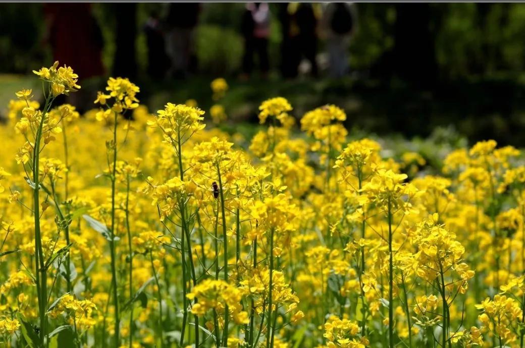 今天宜良景点哪里好玩,宜良好玩的夜景