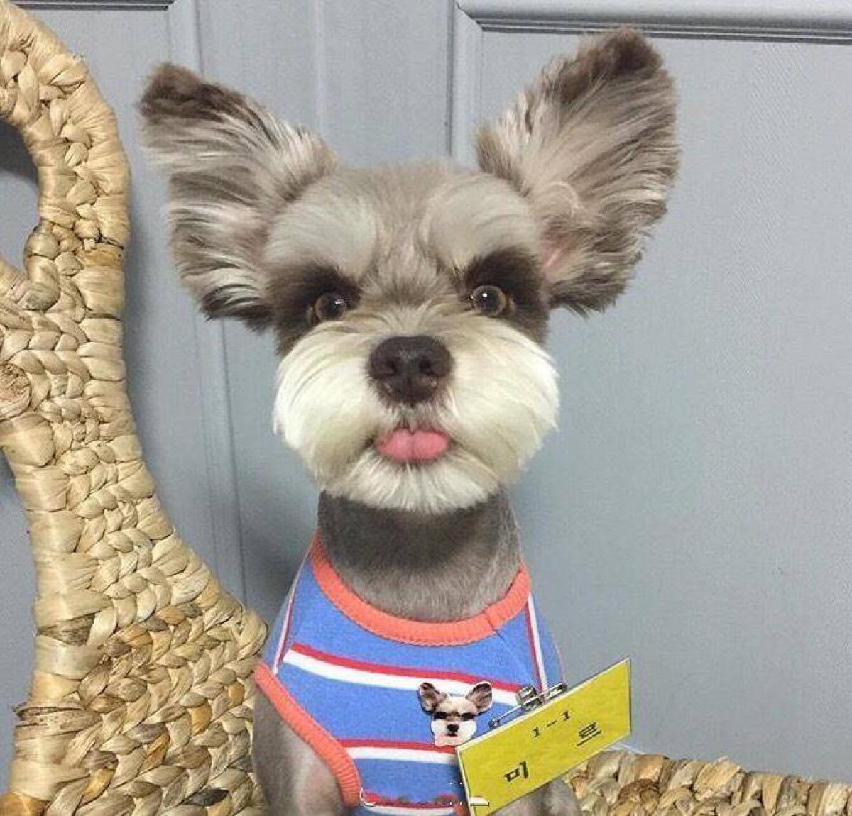 宠物狗小型犬品种排名大全及图片,性格温顺的小型犬有哪些