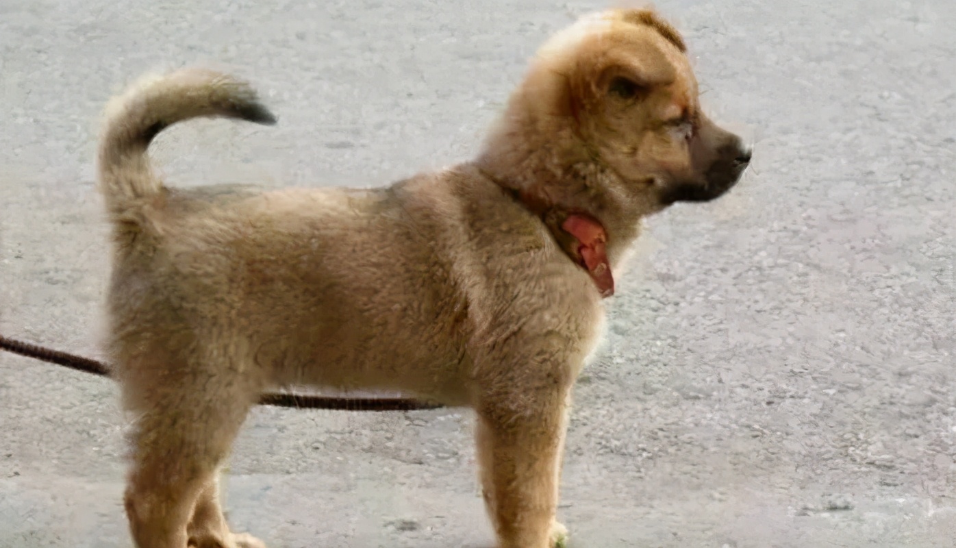 人类宠物到底有多可爱,人类为何喜爱人造宠物