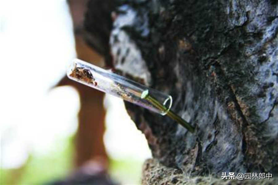 树底下掉一堆木屑是什么虫害,树从里面掉木屑怎么处理