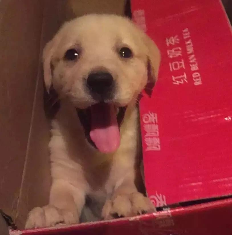 李佳琦双十一直播预告,姐妹们你们准备好了吗