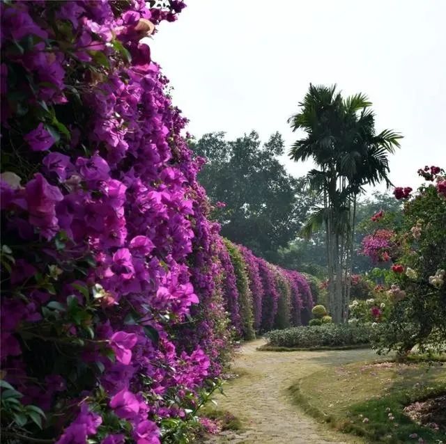 静是一种力量一种福气,西双版纳这边旅游
