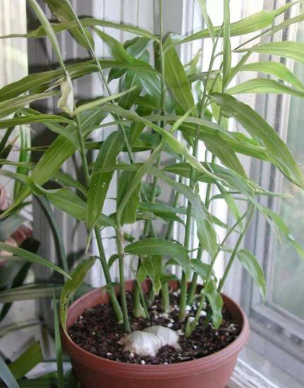 生姜不用买教你在家种植一看就会,家庭种植生姜小技巧