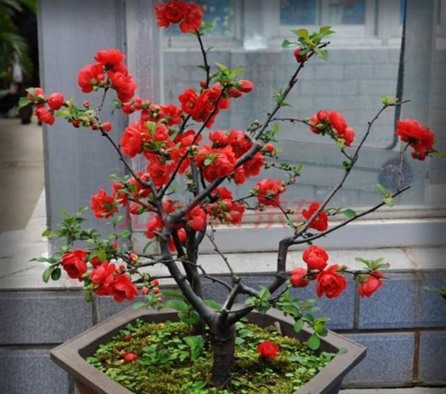 羊粪有机肥适合什么植物,羊粪鸡粪哪种种菜好