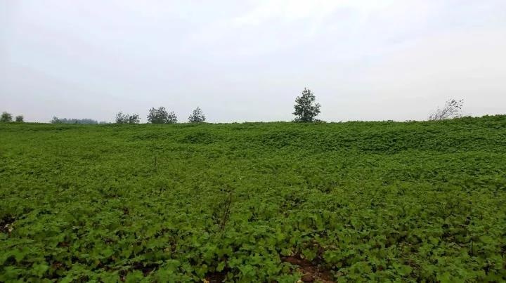 长沙橘子洲与南京江心洲,一定要来长沙看看橘子洲