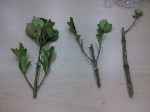 栀子花养护方法水培,栀子花水培养护开花技巧