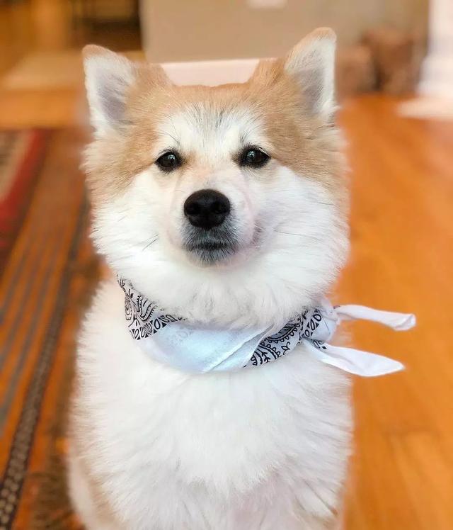 比柯基短腿好看的狗,和柯基杂交的狗狗都是小短腿吗